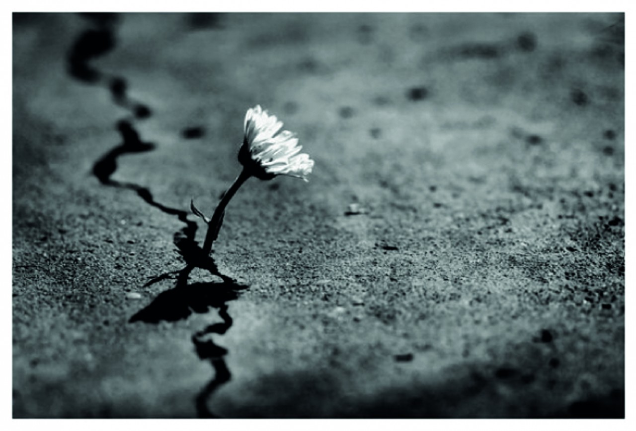 terremoto_fiore